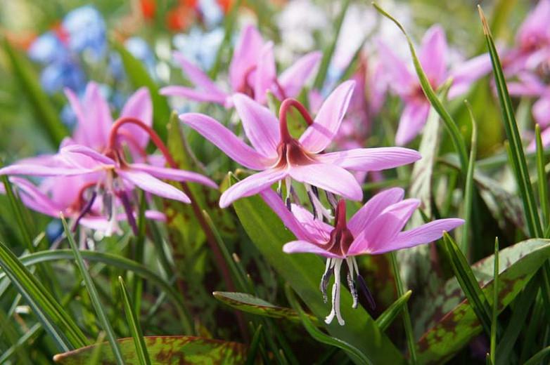 Erythronium dens-canis 'Rose Queen', Dog's Tooth Violet 'Rose Queen', Trout Lily 'Rose Queen', Adder's Tongue 'Rose Queen', Fawn Lily 'Rose Queen', Purple flowers, Pink flowers, Spring flowers, Shade perennials